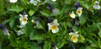 Acker-Stiefmuetterchen (Viola arvensis)