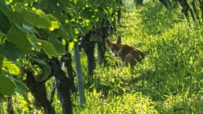 junger Fuchs