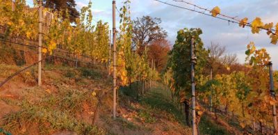 herbstlicher Blick in die Reihen
