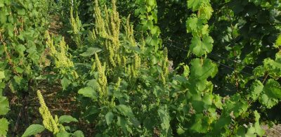 Garten-Fuchsschwanz (Amaranthus caudatus)