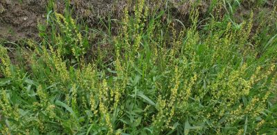 Kleiner Sauerampfer (Rumex acetosella)