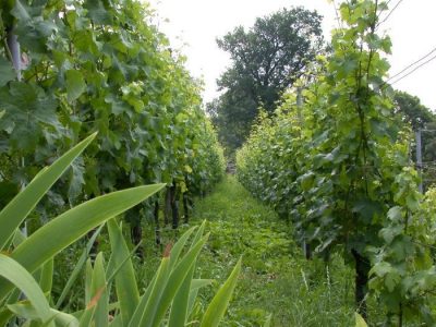 Kernerreihen im Juni