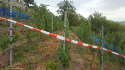wider Voegel und gefraessige Maeuler