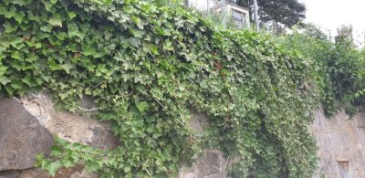 Gewoehnlicher Efeu (Hedera helix)