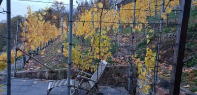8. November und viel Laub