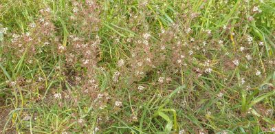 Gewoehnliches Hirtentaeschel (Capsella bursa-pastoris)