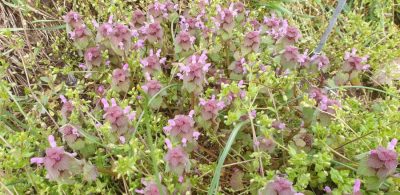 Purpurrote Taubnessel (Lamium purpureum)