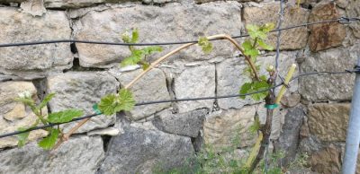 Riesling am 23. April
