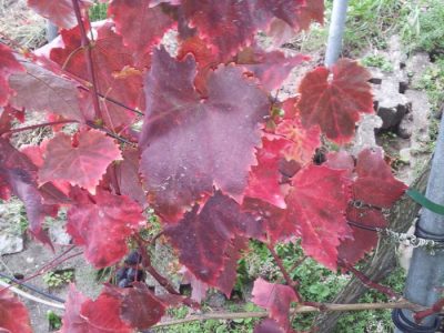 herbstliches Weinlaub an der Pergola