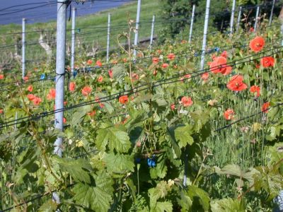 Mohnteppich im Mai 2004